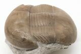 Rare, Dysplanus Babinoensis Trilobite - Russia #200396-2